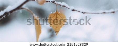 Yellow leaves and birch catkins covered first snow. Winter or late autumn, beautiful nature, frozen leaf on a blurred background, it's snowing. Natural seasonal tree branches close-up. Photo banner