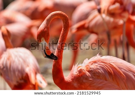 A bright colored flamingo with depth of field orange and pink background.