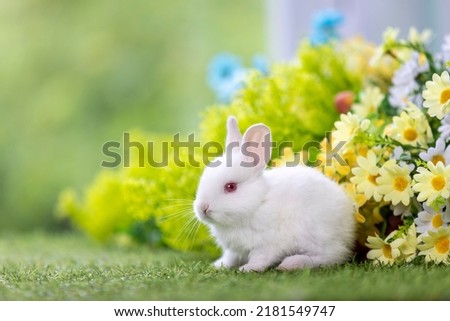 Healthy Lovely bunny easter fluffy white rabbit, new born baby rabbit on green garden nature with colorful flower background. The Easter white hares. Close - up of a rabbit. Symbol of easter day.