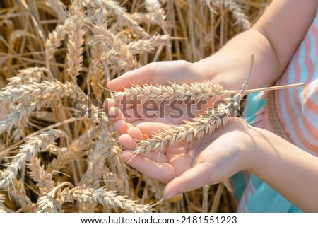 Child's hand holds a spikelet of wheats on the field. Agriculture.