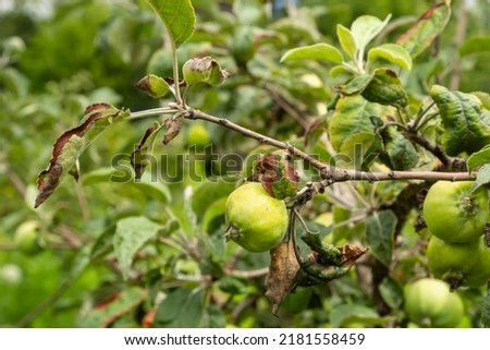 Rosy leaf-curling apple aphids, Dysaphis devecta, apple tree pest. Detail of affected leaf.