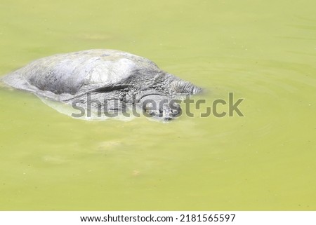 Close up view of Black softshell turtle Royalty-Free Stock Photo #2181565597