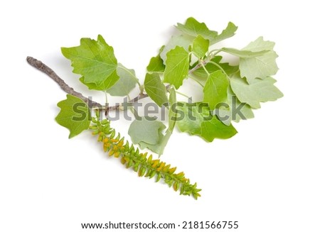 Populus alba, commonly called silver poplar, silverleaf poplar, or white poplar. Flowering branch. Isolated on white background. Royalty-Free Stock Photo #2181566755