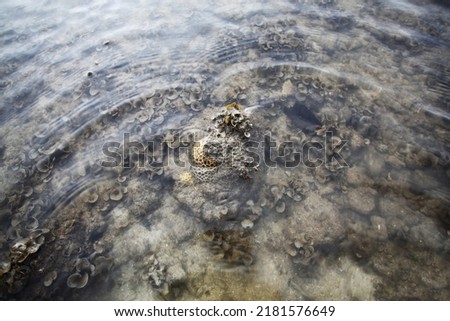 sea ​​slug sitting on a rock with shallow water, picture taken during the day