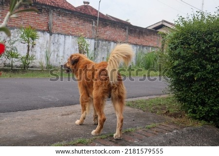 A picture of a brown dog standing on the side of the road is seen from behind.