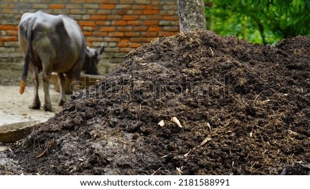 rural Cow dung image hd Royalty-Free Stock Photo #2181588991