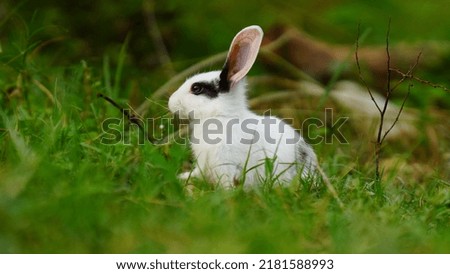 white rabbit eating grass image