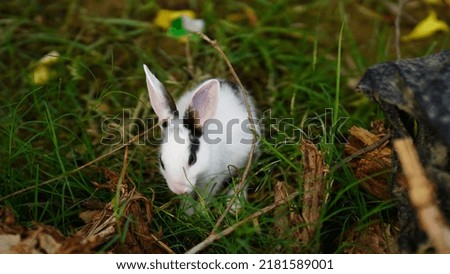Cottontail bunny white rabbit image