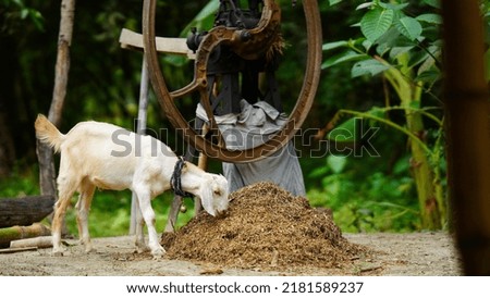 white goat eating something image