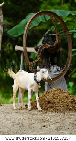 white goat eating something image