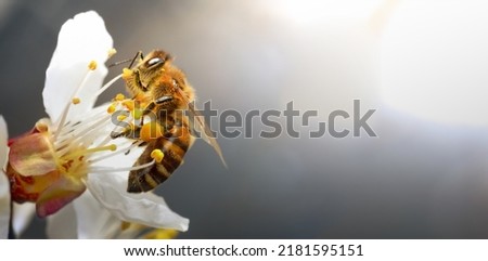 A honey bee collects pollen and nectar on a peach blossom. Selective focus. Macro. Royalty-Free Stock Photo #2181595151