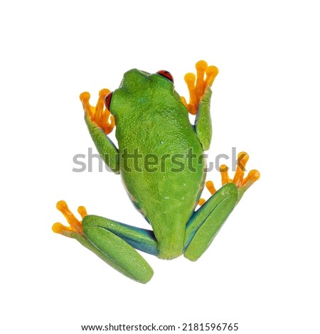 Top view of vibrant Red-eyed tree frog aka Agalychnis callidryas. Isolated on a white background.