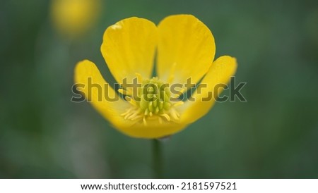 Bulbous buttercup (Ranunculus bulbosus), yellow tiny flower in the meadow. Spring season