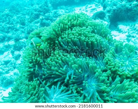 Clownfish in the sea anemone in the depths of the Indian ocean, Maldive islands.