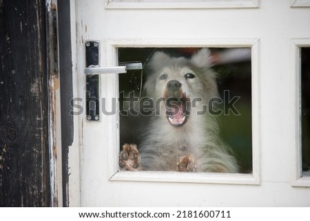 The dog barks behind the glass door in the house Royalty-Free Stock Photo #2181600711