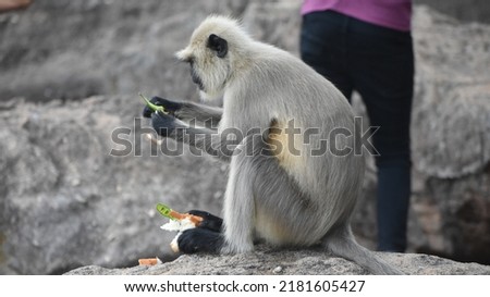 Gray langurs or Hanuman langurs  holding bread and sitting on the big stone.