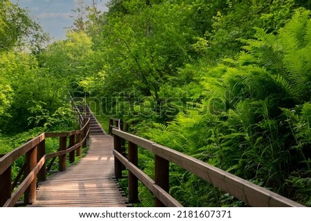 Wooden path with railings in a lush green forest. Walk outdoors.