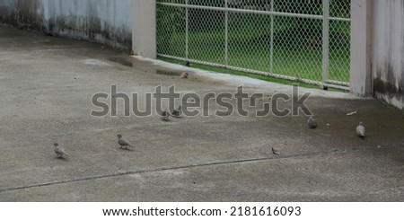 Flock of young pigeons walking on warm concrete pavement.