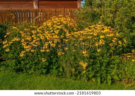 Bright yellow flowers of Rudbeckia fulgida (black-eyed-susan, coneflower) in the garden, countryside, Floral background with bright yellow daisies on natural background.Yellow-brown flowers Royalty-Free Stock Photo #2181619803