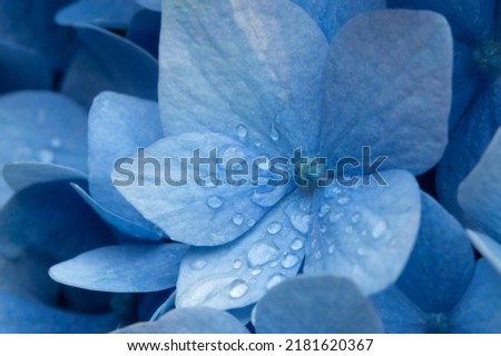 Hydrangea flower with morning dew waterdrops on the petals Royalty-Free Stock Photo #2181620367