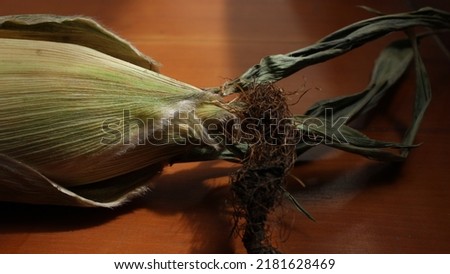 Ear of corn with silk on wooden background macro shot