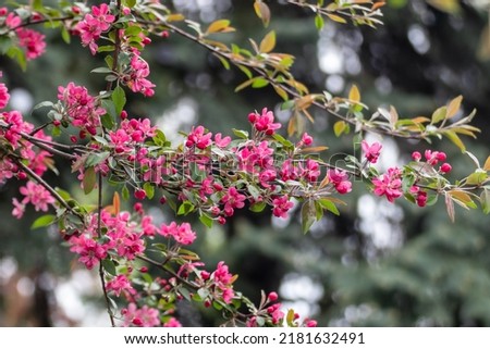 Pink apple tree blossom, flowers on branch with green leaves. Apple tree spring delicate vibrant pink flowers bloom in garden close-up with blurred background