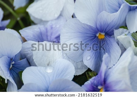 Blue Viola Cornuta pansies flowers with tender petals close-up, floral background with blooming heartsease pansy flowers with water drops