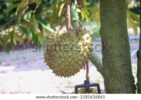 Durian is in a refreshing garden.