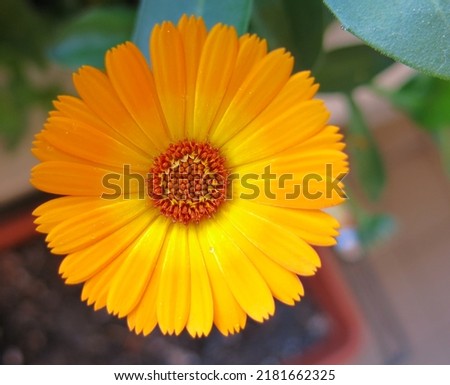 orange flower wallpaper whit blurry background Royalty-Free Stock Photo #2181662325
