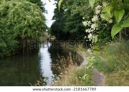 Common White Jasmine (Jasminum officinale) overhanging the towpath along the Wendover Arm Canal near Tring, in Hertfordshire, England, on a summers day.