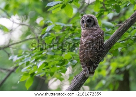 Barred Owl perched on a diagonal branch