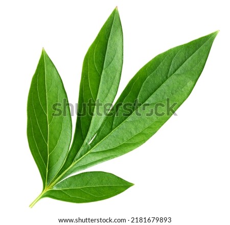 Peony leaves isolated on a white background. One green leaf. Herbarium.