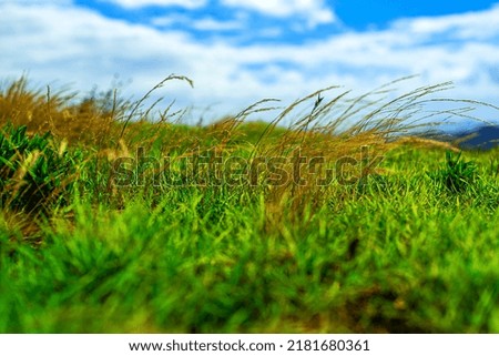 Green Grass with Blue Cloudy Sky on Windy Day