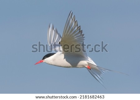 Arctic tern - Sterna paradisaea - with spread wings in flight on blue sky background. Photo from Ekkeroy, Varanger Penisula in Norway. The Arctic tern is famous for its migration. Royalty-Free Stock Photo #2181682463