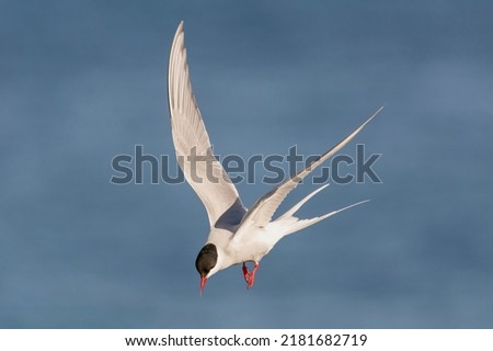 Arctic tern - Sterna paradisaea - with spread wings in flight on blue sky background. Photo from Ekkeroy, Varanger Penisula in Norway. The Arctic tern is famous for its migration. Royalty-Free Stock Photo #2181682719