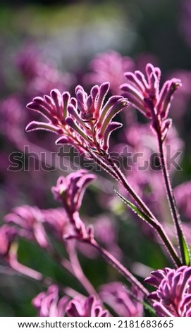 Backlit Western Australian native pink Kangaroo Paw flower, Anigozanthos, family Haemodoraceae Member of the bloodwort family