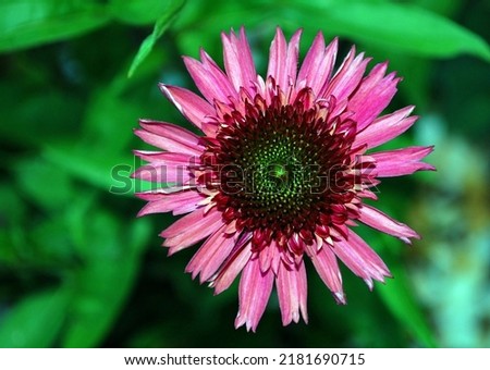 Pink flower with double large petals on a blurry background of leaves - Art photo echinacea , coneflower - varieties , Butterfly Kisses ( in the early stages of growth )