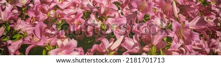 Nature flower background. Flowering pink lilies in horizontal banner. 