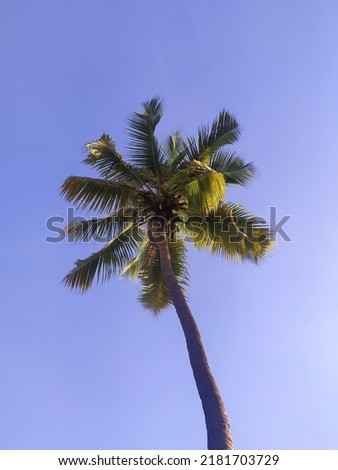 Coconut tree with a clear blue sky background