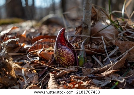 Skunk cabbage (Symplocarpus foetidus) emerging on forest floor in spring, Appalachian mountains