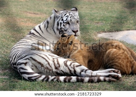tiger and cubs pictures. Tigress with her cubs image. White tiger with cubs.