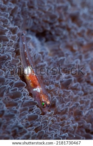 Goby Fish Close Up Photo 
