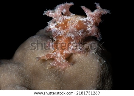 Sea Slug Close Up Photo 