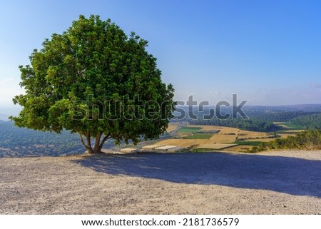 View of a lone tree, countryside and rolling hills in the Shephelah region, near Azekah, south-central Israel Royalty-Free Stock Photo #2181736579