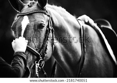  A black-and-white image of a horse in sports equipment-it is wearing a saddle, bridle and snaffle, and the rider is holding it by the bridle. Equestrian sport. Soft focus Royalty-Free Stock Photo #2181740051