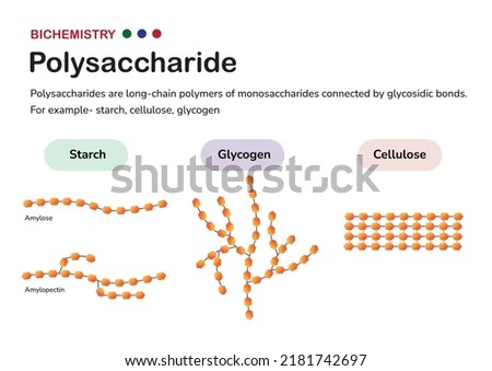 Biochemistry diagram present structure of polysaccharide such as starch (amylose and amylopectin), glycogen, and cellulose, formed from monosaccharide sugar Royalty-Free Stock Photo #2181742697