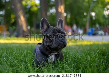 the dog lies on the lawn in the park peeks out from behind the growing grass french bulldog plays in the park