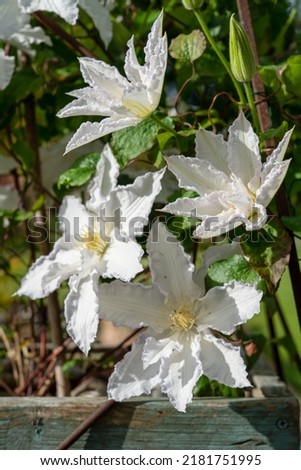 detailed close up of large flowered white clematis 'duchess of edinburgh' in summer bloom 