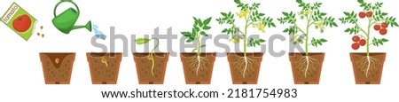 Life cycle of tomato plant. Growth stages from seeding to flowering and fruiting plant with ripe red tomatoes and root system in flower pot isolated on white background Royalty-Free Stock Photo #2181754983