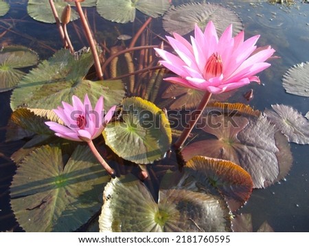 On a winter morning, there are a lot of water lilies blooming in the lake